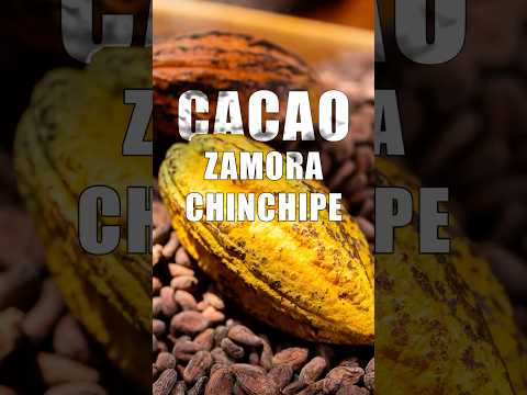 Hablar de Chocolate es hablar de Zamora 🫶🏾 #ZamoraChinchipe  #tebante #ecuador🇪🇨 #turismoecuador