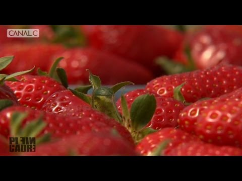 download lagu mp3 mp4 Saison Des Fraises Belgique, download lagu Saison Des Fraises Belgique gratis, unduh video klip Saison Des Fraises Belgique