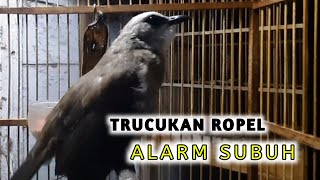 Download lagu TRUCUK ROPEL PANJANG ALARM SUBUH mp3 Download lagu TRUCUK ROPEL PANJANG ALARM SUBUH mp3