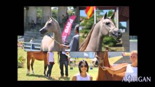 preview picture of video 'Galería fotográfica de Campeonatos de caballos árabes en Silleda 2014'
