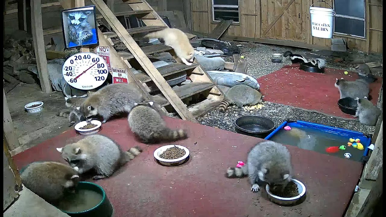 Live webcam view of Woodshed Cam at the Raccoon Saloon