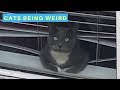 Cats Acting Weird - Cats Being Cats