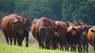 Hurst Farm B&B - Crockham Hill - United Kingdom