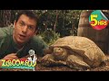 MEGA Zoboomafoo Compilation Dinosaurs Educational Show For Kids
