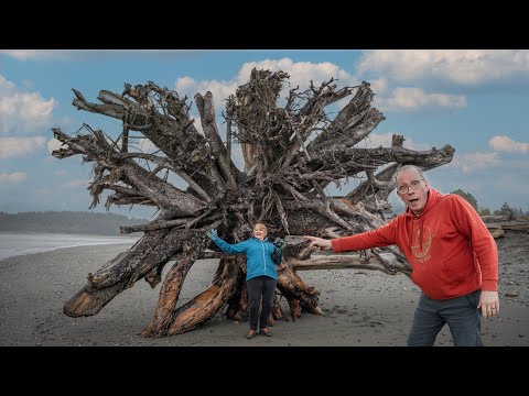 How do these HUGE trees get here -