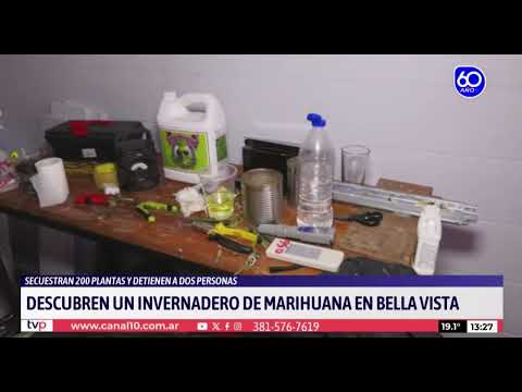 Operativo en Bella Vista: hallaron 200 plantas de marihuana