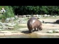 Hippo Poop Sprayer