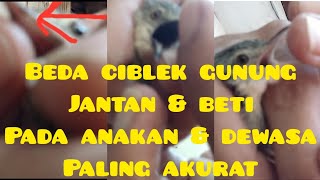 Download lagu perbedaan ciblek gunung jantan betina yg masih sangat muda mp3