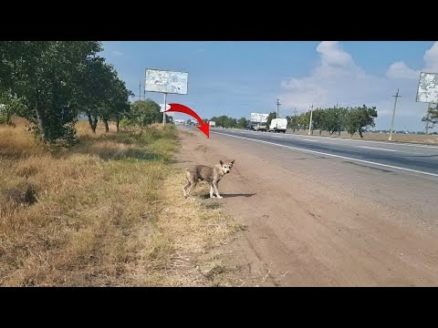 Desperate Mother Dog Forced to Cross busy Road Every Day to find Food for her Puppies