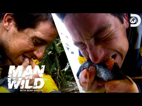 Bear Grylls Eats Maggots and Live Fish | Man vs. Wild