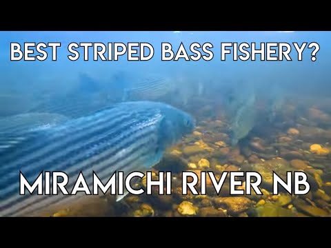 Perhaps the Best Striped Bass Fishing on the East Coast | New Brunswick