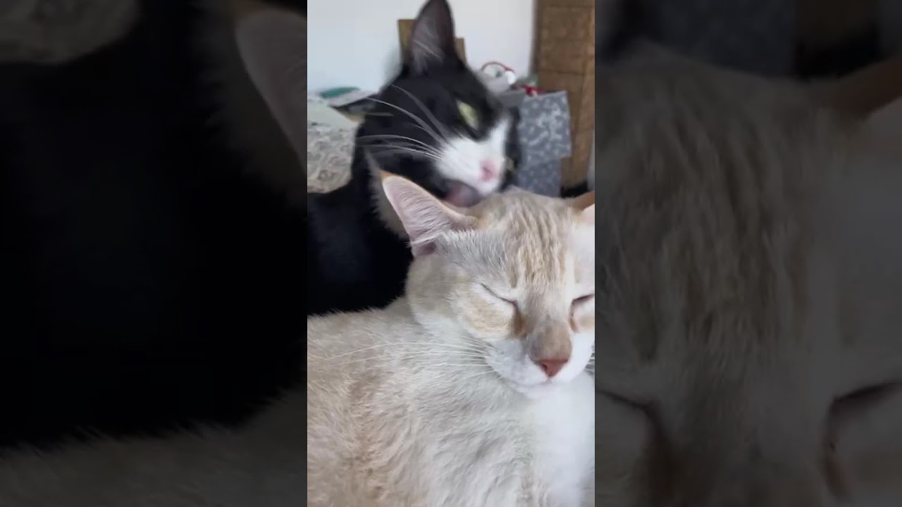 Enlarge Obi and Domino - ^^Bonded Pair^^, a ADOPTABLE Domestic Long Hair in Miami, FL video 6/6