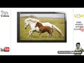 Horse Sound Effect