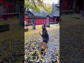 Kung Fu Monk Performing Shaolin Kung Fu