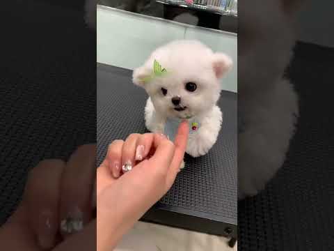 Whose little puppy is so fierce? Bichon Frise with flying ears, Bichon Frise, Korean style, smal