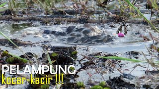 Download lagu Mancing betok paling beruntung dapat banyak macam ikan di akhir tahun #SG-99 mp3