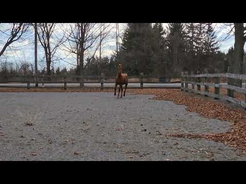 Vincenzo HH (Vilancio/Fabregas/Hochadel)