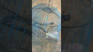 So Sad Love birds, fly away from his partner #lovebirds #petlover