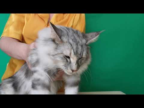 Titran's Kalisha Norwegian forest cat