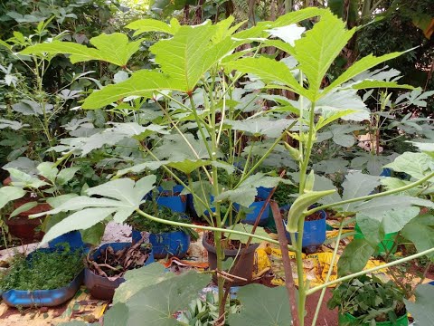 Growing Organic Okra in Containers or Pots