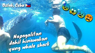 preview picture of video 'Foreigners don't follow structions! My Experience Swimming with whalesharks! Oslob,Cebu'