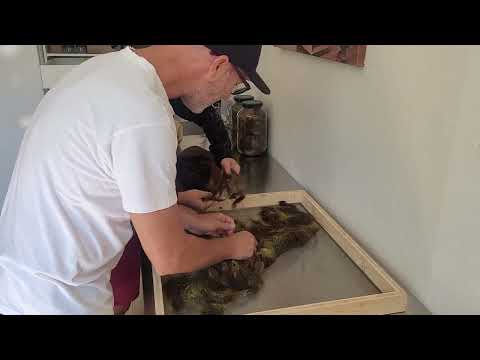 Nicole bei der Verarbeitung vom Maisbart nach der Trocknung im @kraeutercube #kräuter #produktion