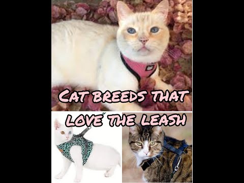 Top 10 Most Leash Trainable Cat Breeds | Cat Breeds That Love Leashes