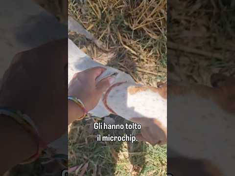 Regalo Mais Dolcissimo Giovane Pointer Cerca Famiglia 