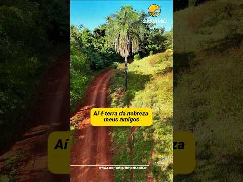 O Filé Conquista/MG #fazendaavenda #agro #minasgerais #agricultura #pecuaria #canadeacucar #shorts