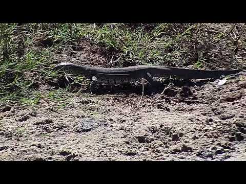 Djuma: Water Monitor Lizard on the move - 12:04 - 04/16/19