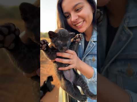 Rare black panther ne diya apna baby #shortvideo #viralvideo #youtubeshorts #funnyshorts #shorts