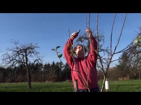 download lagu mp3 mp4 Kaiser Wilhelm Apfel, download lagu Kaiser Wilhelm Apfel gratis, unduh video klip Kaiser Wilhelm Apfel