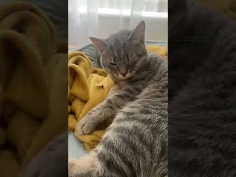 Sleeping Grey Cat Sneezes And Wakes Itself Up