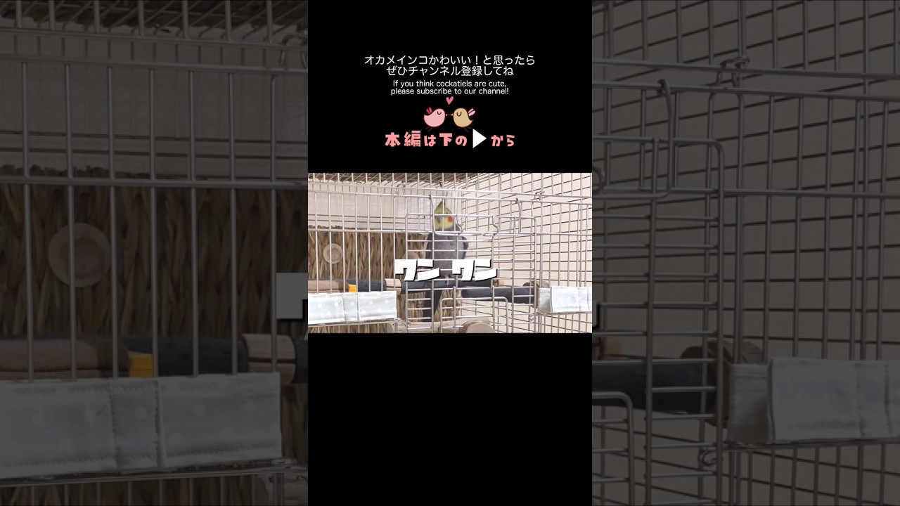 ご機嫌なオカメインコこはくさん