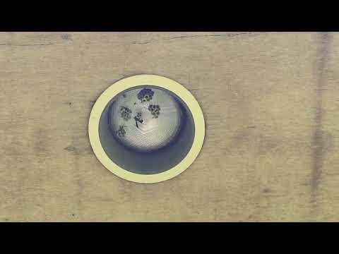 Paper Wasps Building on the Lights in Millstone, NJ