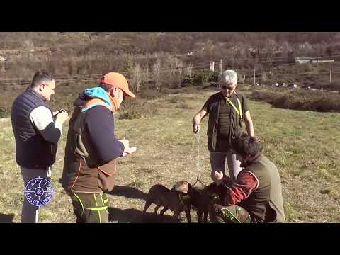 Campionato provinciale FIDC Brescia con cani da seguita su cinghiale