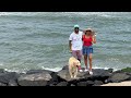 Places To Visit In Pondicherry With Dog Pet Friendly Itinerary Pondicherry Vlog 78