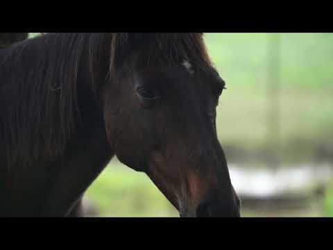 Srijemačka čežnja   Stanko Šarić