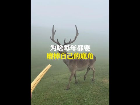 為啥要千辛萬苦磨掉自己的鹿角？ #漲知識