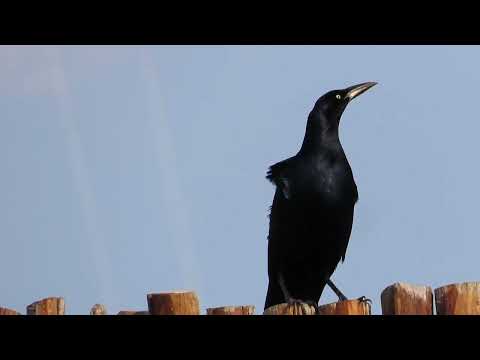 Vlhovec lesklý (Quiscalus quiscula) — spev a hlas v prírode