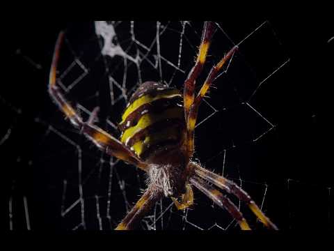 Wild Nature's Survival Strategies: From Snake-Repelling Chili Powder to Spider's Musical Feast