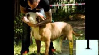 AMERICAN BULLDOG^^^BILLY BULLDOG^^^^ESPAÑA