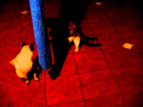 el gato siames hermes y la gata nazira.