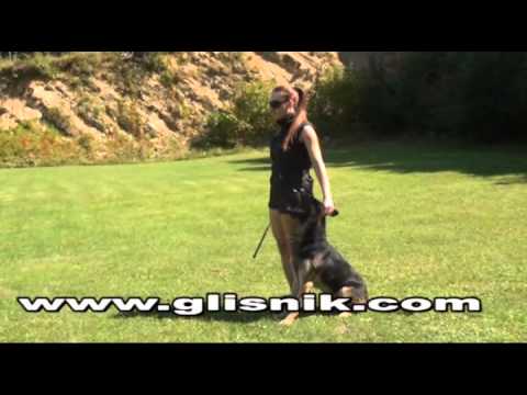 Ykar Vikar - obedience