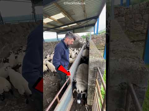 🐑 குட்டி ஆடுகளைப் பிரிக்கப் போய் இவர் பட்ட கஷ்டத்தைப் பாருங்க! 😂 #Shorts #Viral #Animals