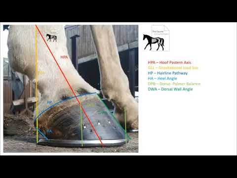 Yogi Sharp Links Equine Feet to Posture. Horse Saddle Rider Lab Identifying Asymmetry Course