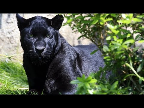 Video Thumbnail: Ausnahmezustand: Bulgarien sucht nach schwarzem Panther