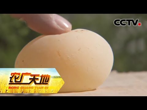 , title : '《农广天地》 母鸡下软壳蛋 怎么办 20190702 | CCTV农业'