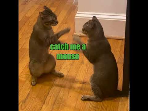 YouTube video about: Why do cats play pattycake?