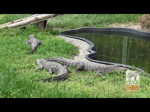 Long Island Game Farm - Customer Success Story (Kirsten - Wildlife Educator)